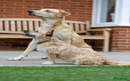 Mixed Breed dogs for adoption: Livvy - Image 7
