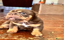 English Bulldog dogs for sale: English bulldogs  - Image 5