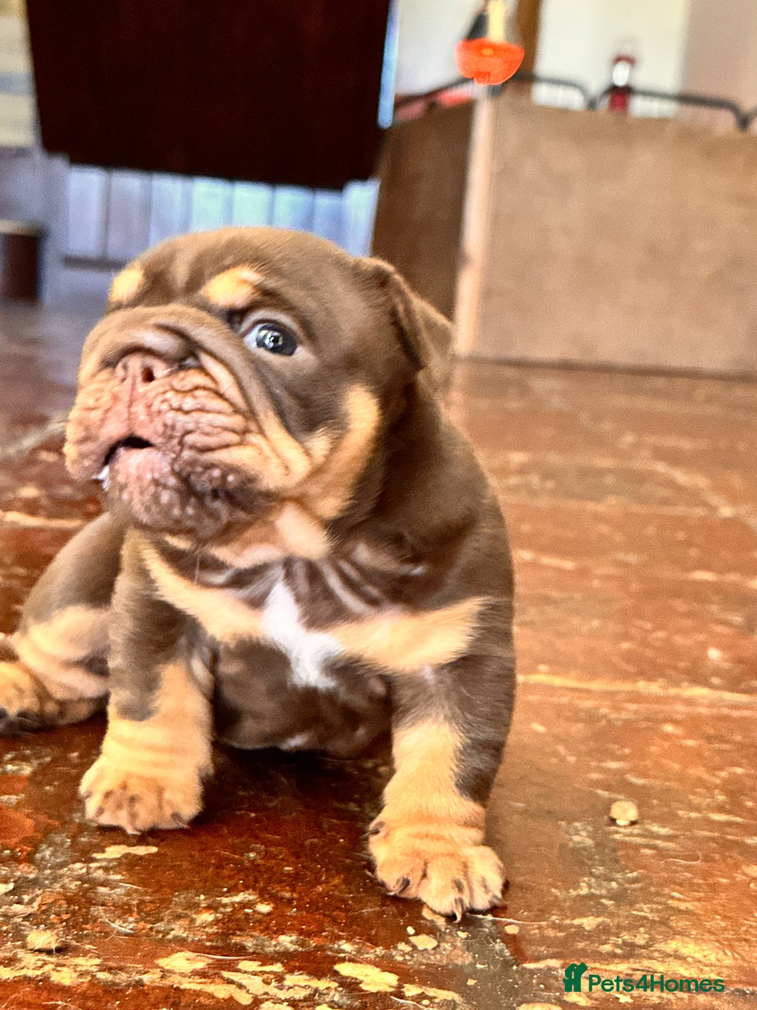 English Bulldog dogs for sale: English bulldogs  - Image 5