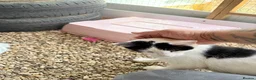 Mixed Breed cats for sale: Rescue Cat and her 3 adorable kittens need homes. - Advert 15