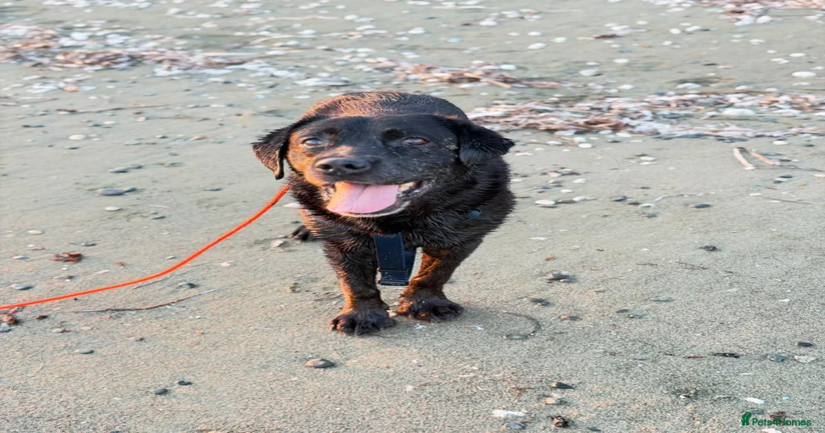 Dogs for adoption in Leominster, Herefordshire | Pets4Homes