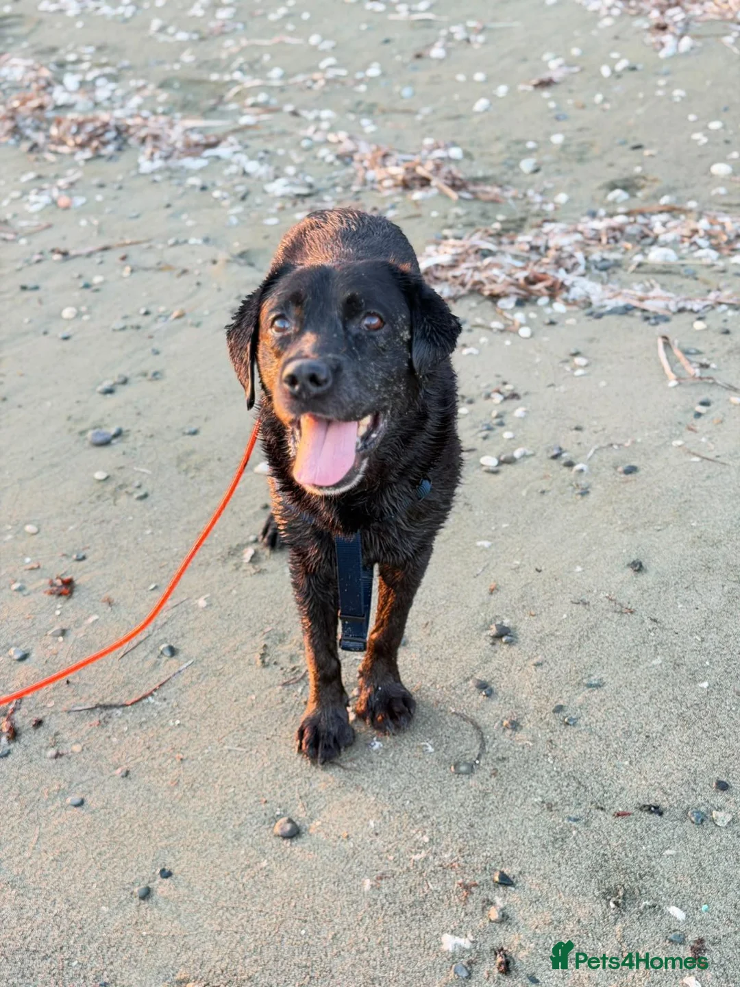 Mixed Breed dogs for adoption: Amlet’s Bags Are Packed. He’s Just Waiting for You - Advert 1