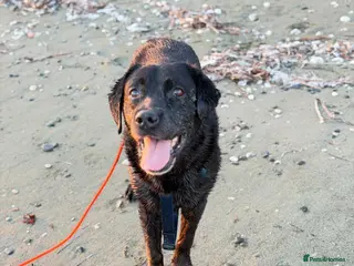 Mixed Breed dogs Amlet’s Bags Are Packed. He’s Just Waiting for You - Advert 1