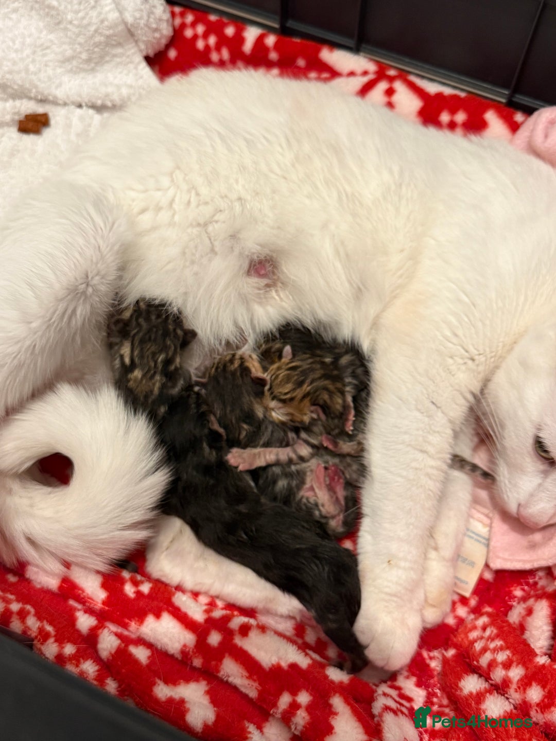 Mixed Breed cats for sale: British short hair/ragdoll mixed breed kittens  - Image 11