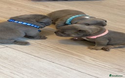 French Bulldog dogs for sale: French bulldog puppies - Image 2