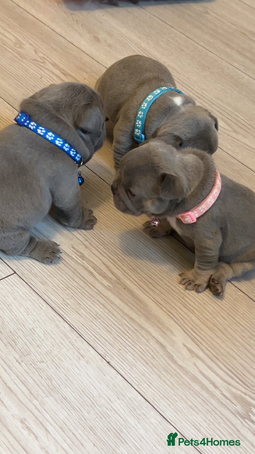 French Bulldog dogs for sale: French bulldog puppies - Image 2