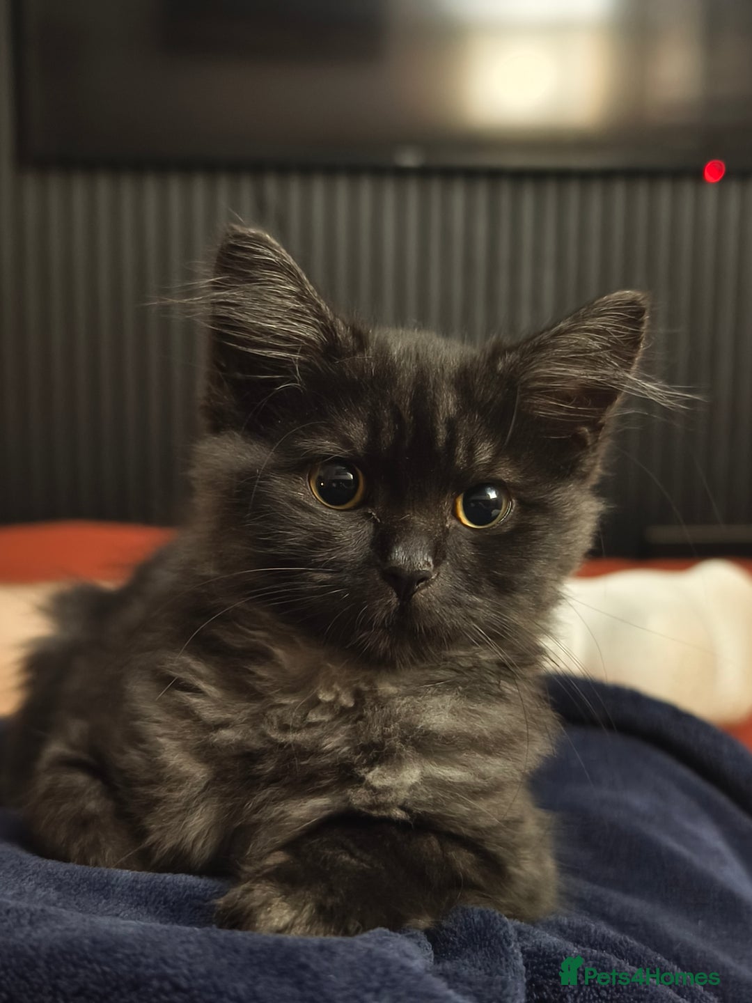 Ragdoll cats for sale: Ragdoll x Shorthair Male - Advert 1