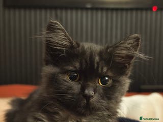 Ragdoll cats Ragdoll x Shorthair Male - Advert 1