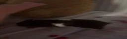 Hamster rodents for sale: banded brown and white syrian hamster  in Swansea - Advert 4
