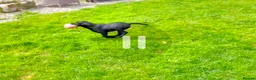Springador dogs for sale: Springadors  - Advert 5