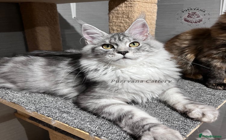 Maine Coon cats - Advert 4
