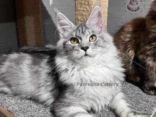 Maine Coon cats - Advert 3