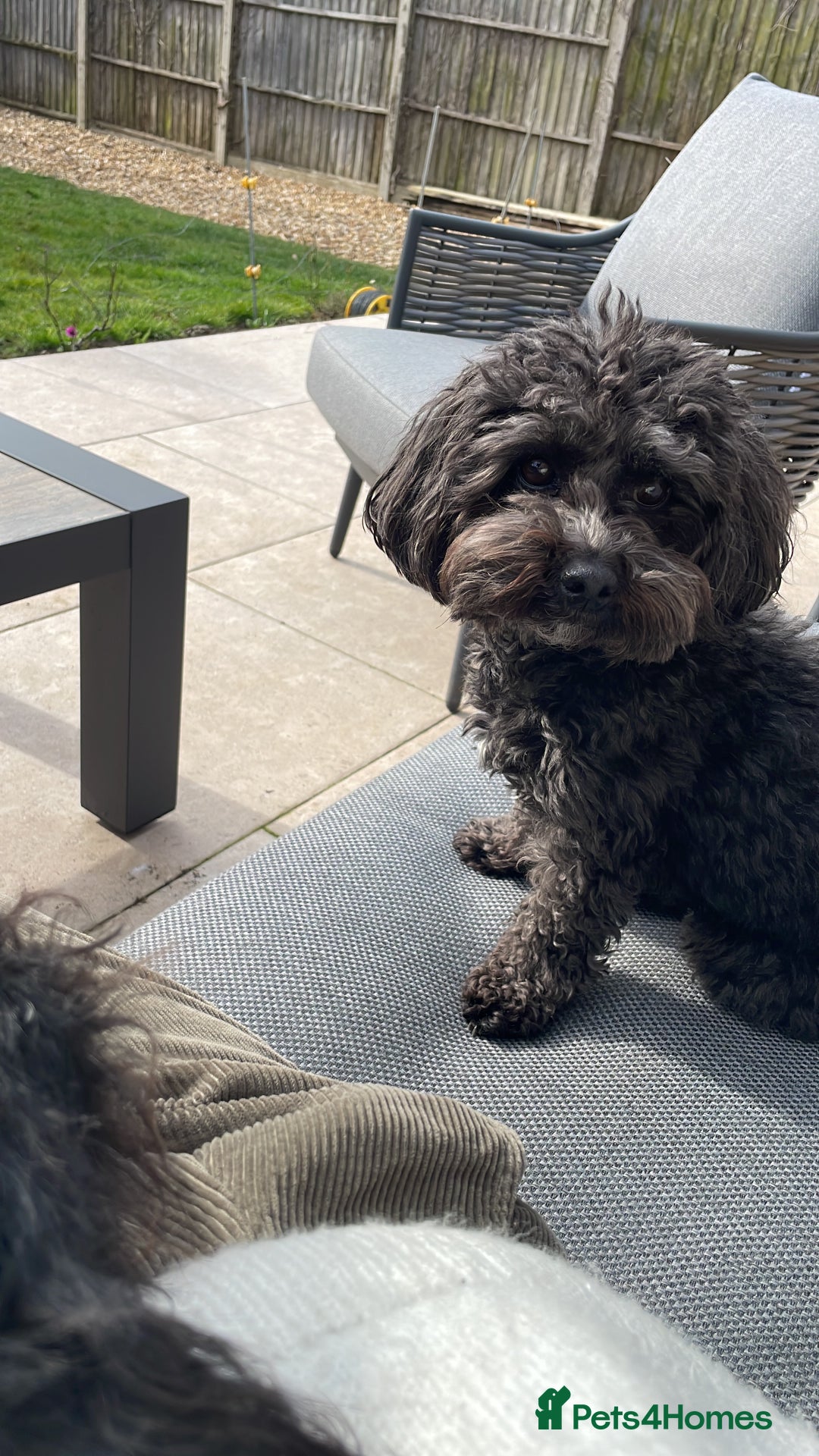 Maltipoo dogs for sale: Maltipoo Puppies Ready for Their Forever Homes! ✨ - Image 6