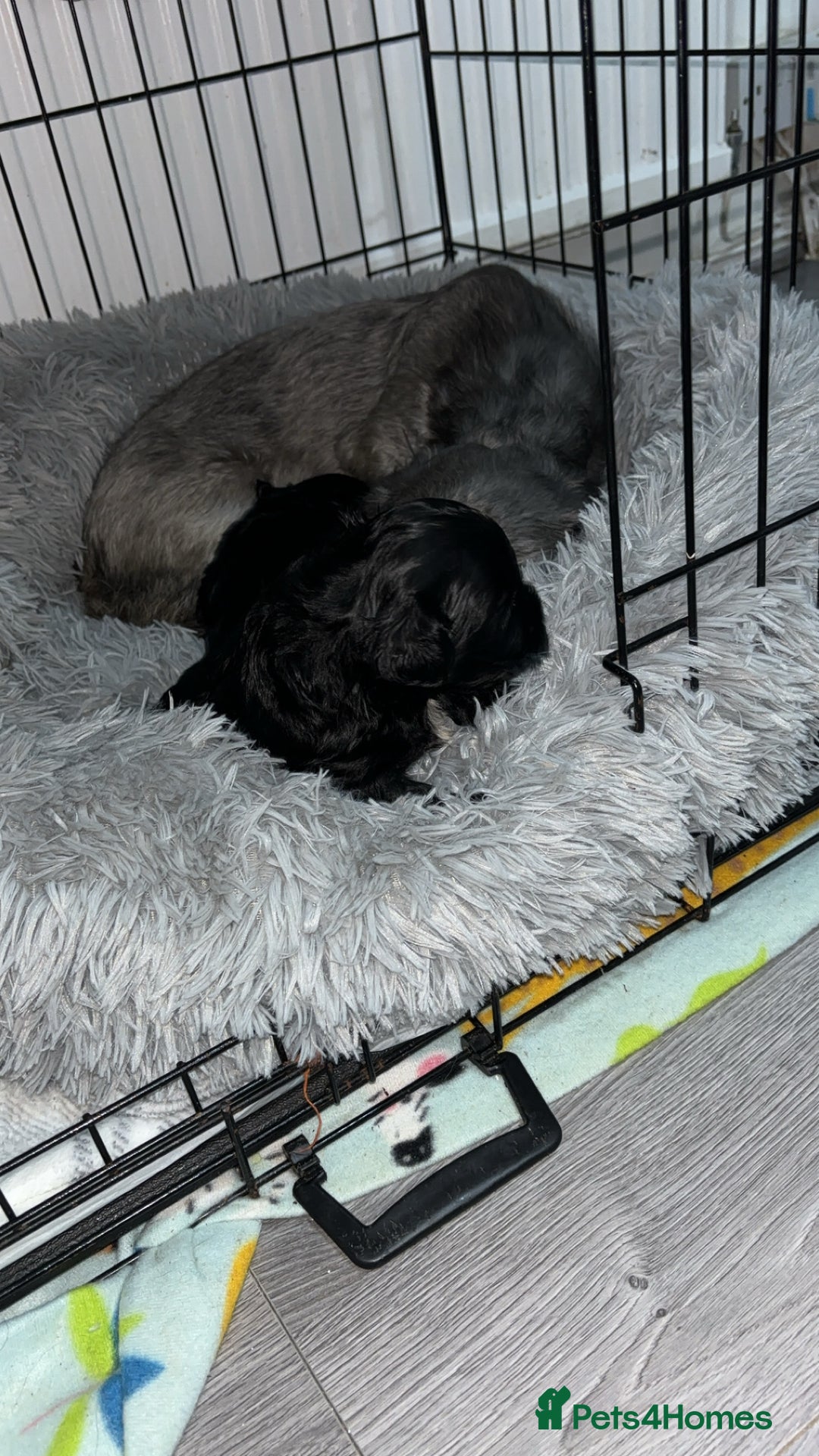 Shihpoo dogs for sale: Beautiful shihpoo puppies - Advert 6