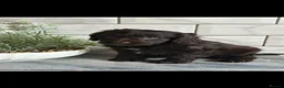 Cockapoo dogs for sale: Ready now f1 Cockerpoos  - Advert 4