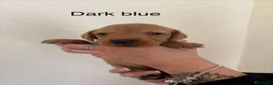 Labrador Retriever Puppy 2 dark blue