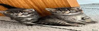 Norwegian Forest Cat 6