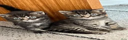 Norwegian Forest Cat cats for sale: Norwegian & American Bobtail Healthy Kittens 🐱 ✨✨ in Attleborough - Advert 8