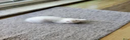 Mixed Breed cats for sale: Beautiful male kitten for sale - Advert 7