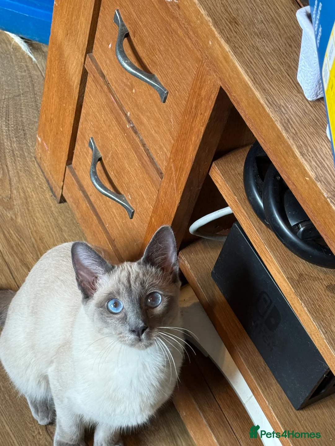 Siamese cats for sale: Siamese Kitten - Advert 2