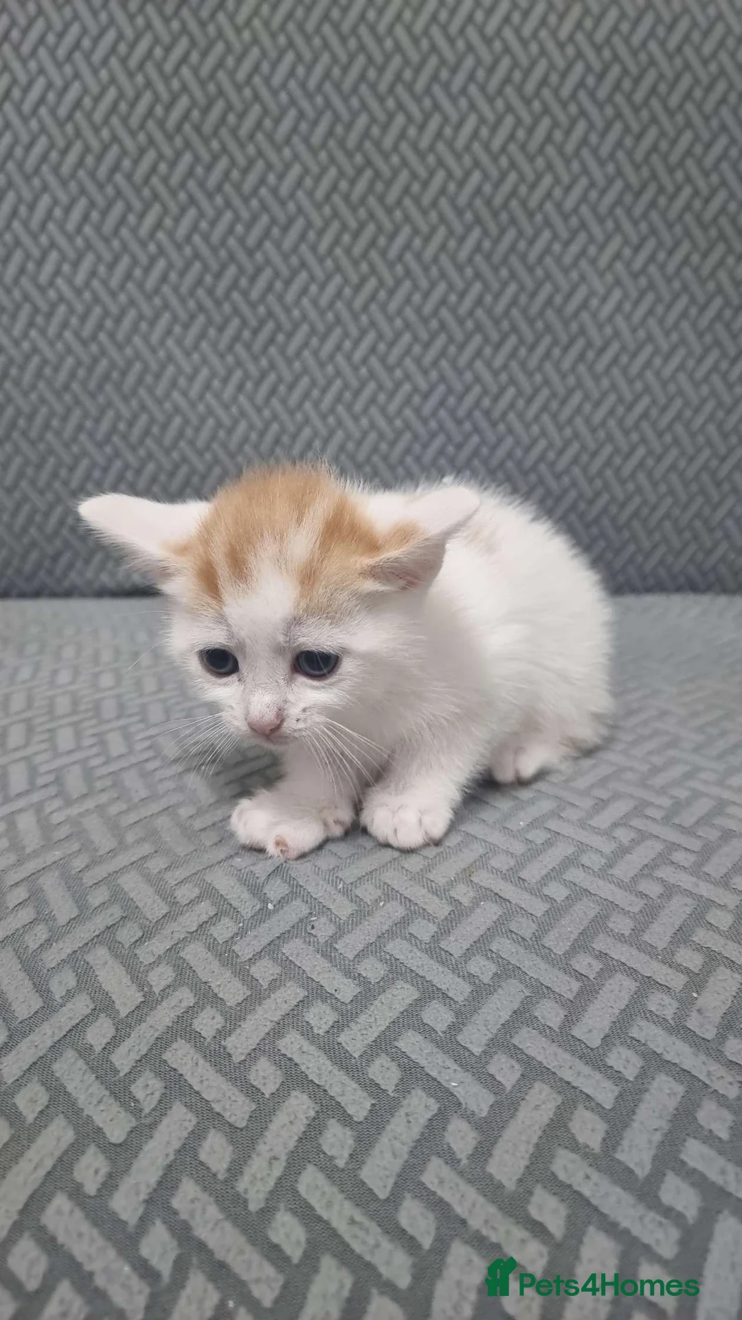 Mixed Breed cats for sale: Mixed Kittens  - Advert 2