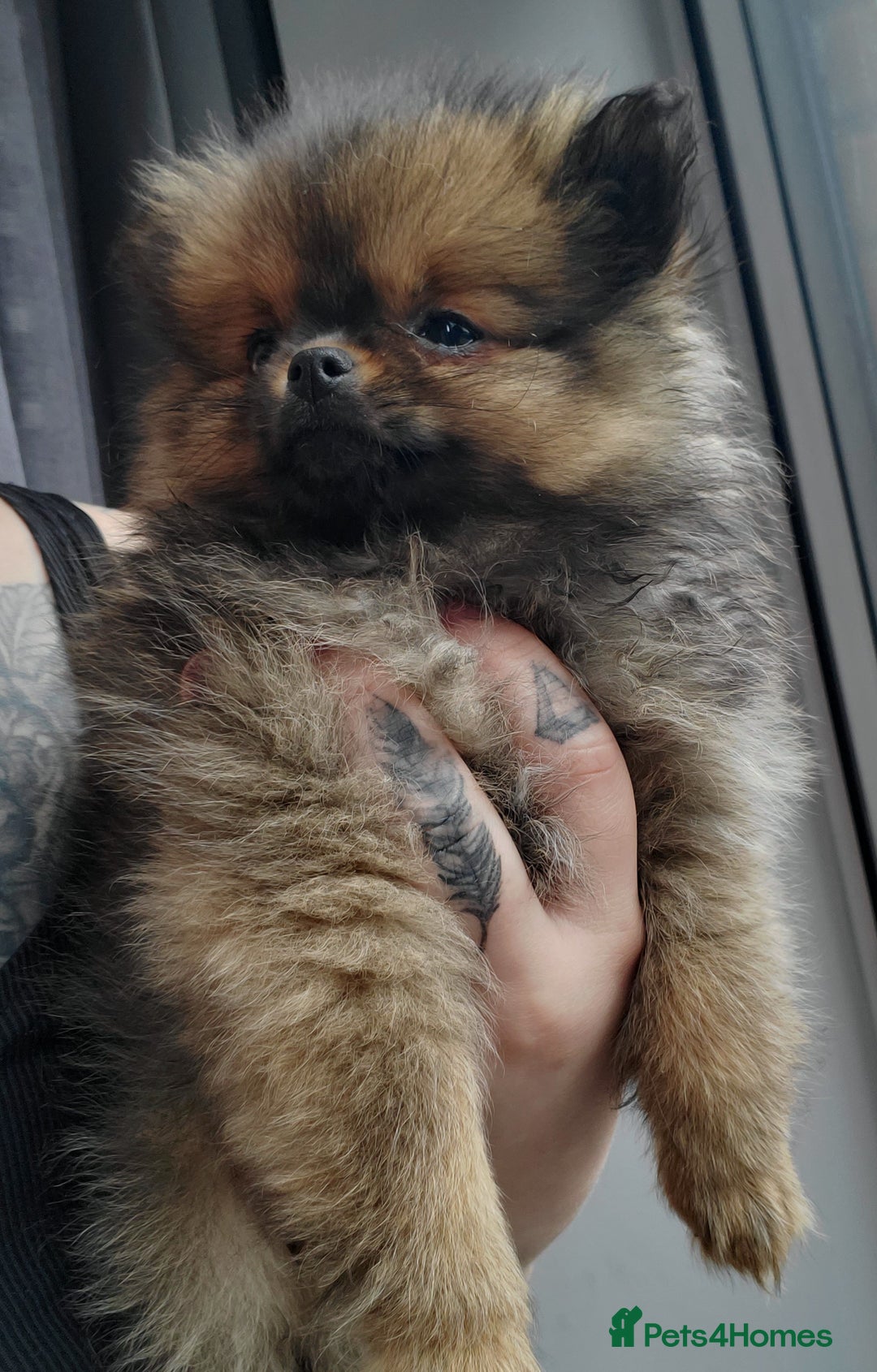 Pomeranian dogs for stud: Kc Pomeranian Male For STUD DUTIES - Advert 29
