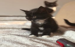 Domestic Shorthair cats for sale: Beautiful black and white tuxedo kittens for sale  - Image 6