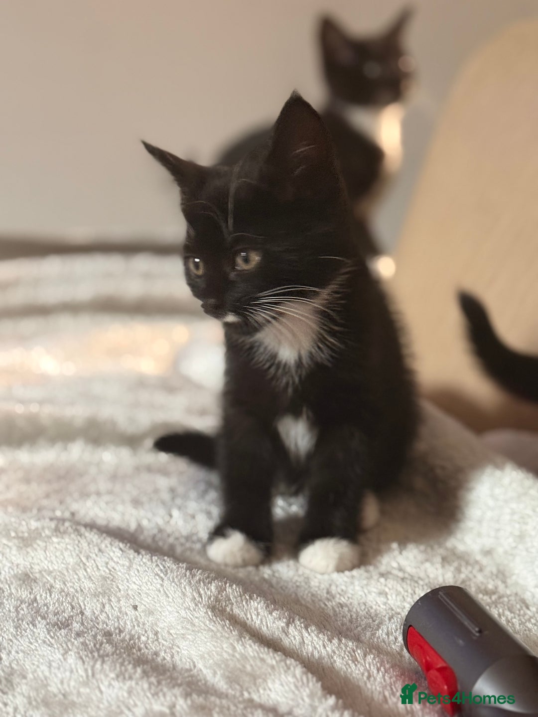 Domestic Shorthair cats for sale: Beautiful black and white tuxedo kittens for sale  - Image 6