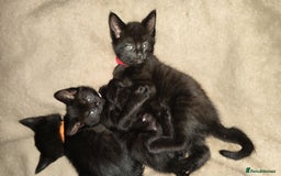 Mixed Breed cats for sale: Kittens for free  - Image 11