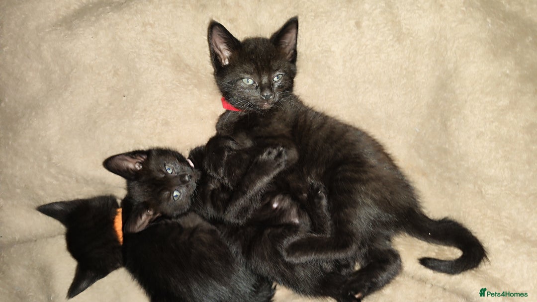 Mixed Breed cats for sale: Kittens for free  - Image 11