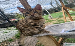 Bengal cats for sale: MIXED BENGAL KITTENS - Image 13
