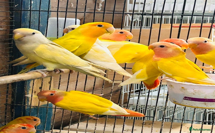 Lovebirds birds - Advert 1