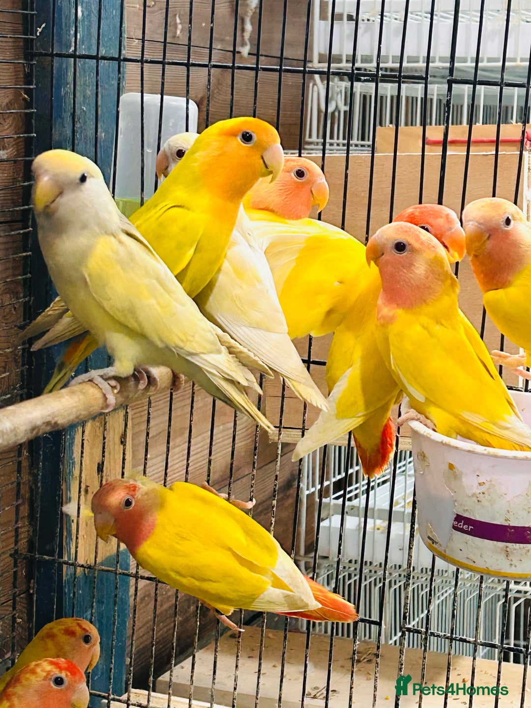 Lovebirds birds for sale: Lutino/pied peach face lovebirds for sale  - Image 1