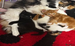 British Shorthair cats for sale: 2 female kittens (ready to go 1st December) - Image 1