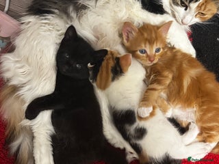 British Shorthair cats for sale - Advert 1