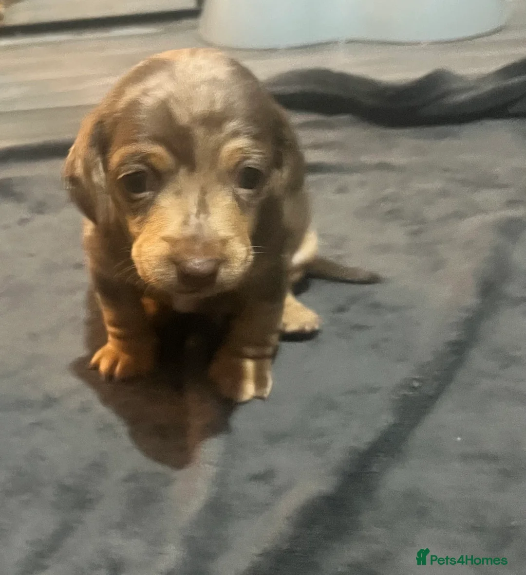 Miniature Dachshund dogs for sale: Minature Dachshunds  - Advert 11