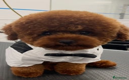 Jackapoo dogs for sale: Beautiful Jackapoo x Asian Toy poodle F1B - Image 4