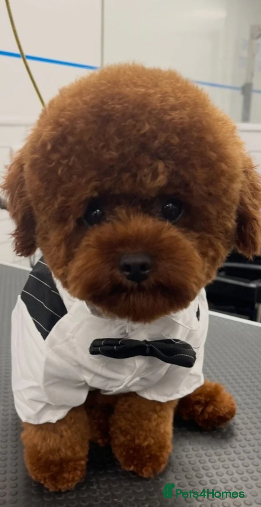 Jackapoo dogs for sale: Beautiful Jackapoo x Asian Toy poodle F1B - Image 4