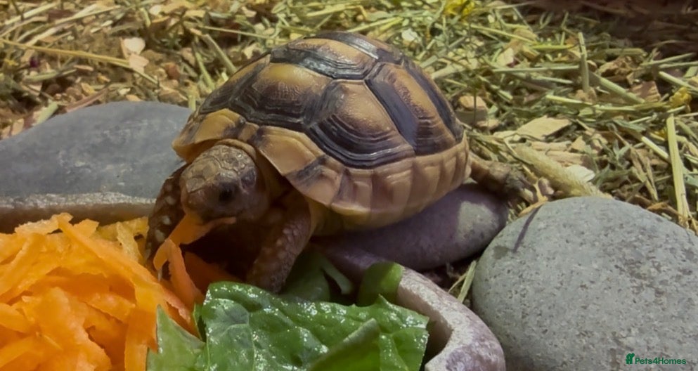 Tortoise reptiles for sale: Beautiful tortoise and full set up in Sturminster Newton - Advert 5