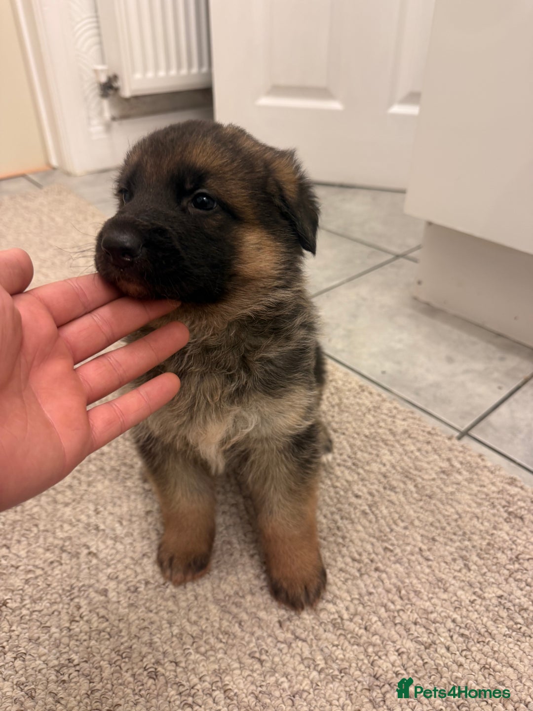 German Shepherd dogs for sale: German shepherd puppys kc pedigreepureblood line p - Advert 4