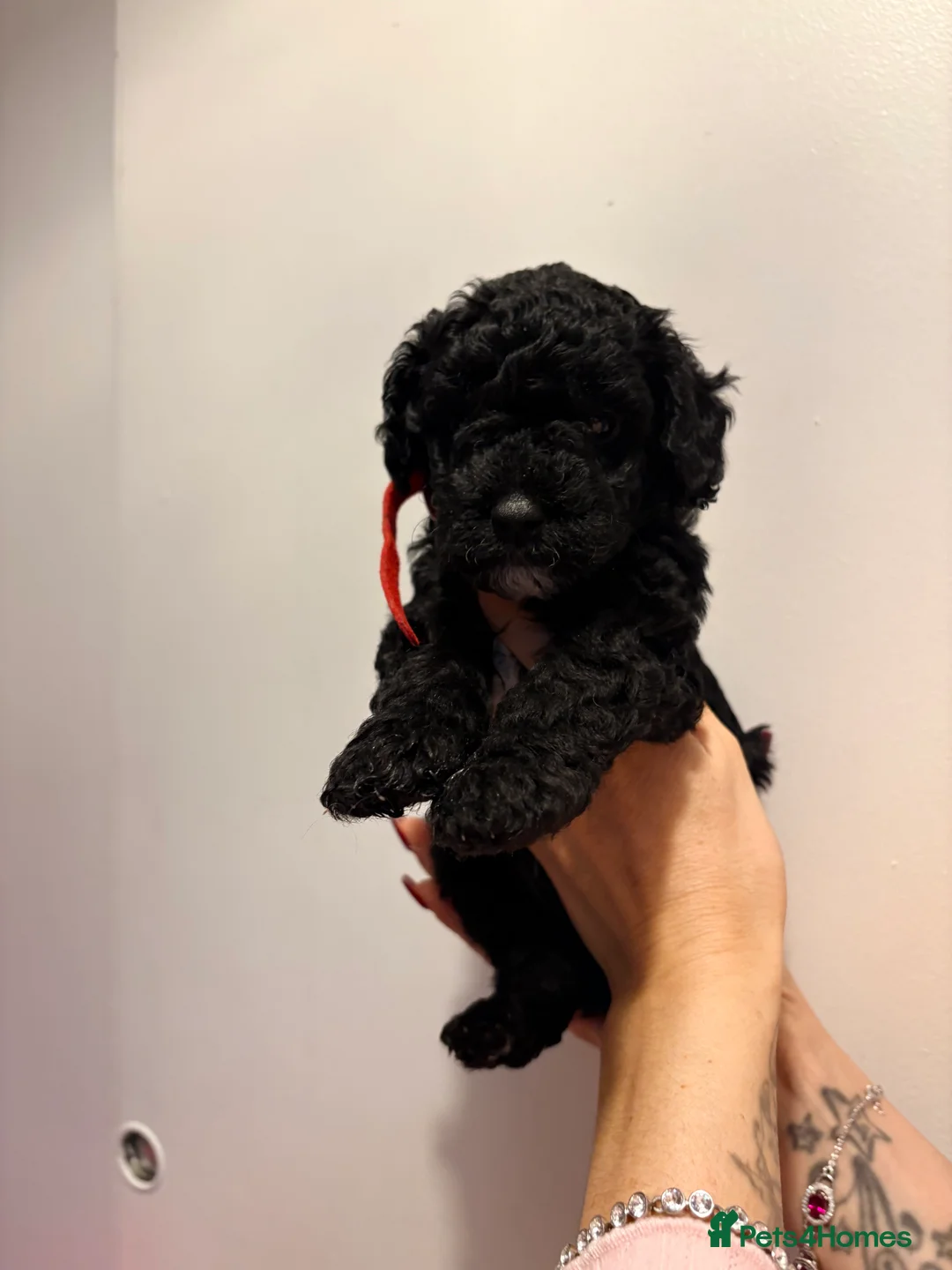 Cockapoo dogs for sale: F1B cockapoos last boy left  - Advert 8