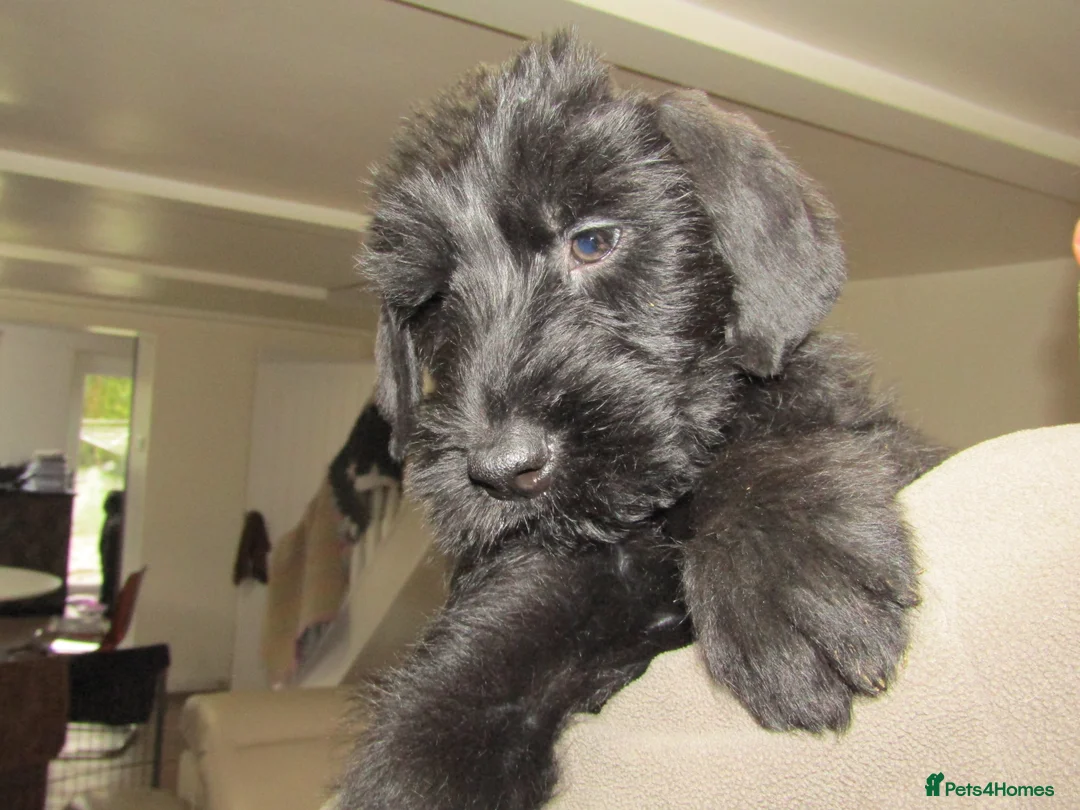 Giant Schnauzer dogs for sale: Giant Schnauzer female puppy. - Advert 3