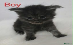 Maine Coon cats for sale: 3 Maine coon kittens. - Image 12