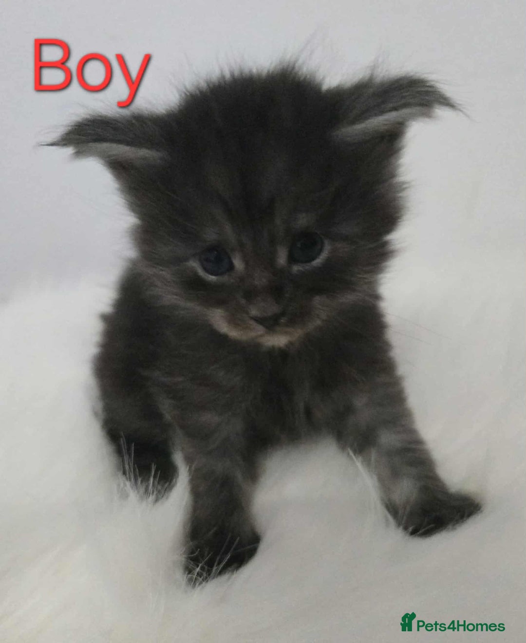 Maine Coon cats for sale: 3 Maine coon kittens. - Image 12
