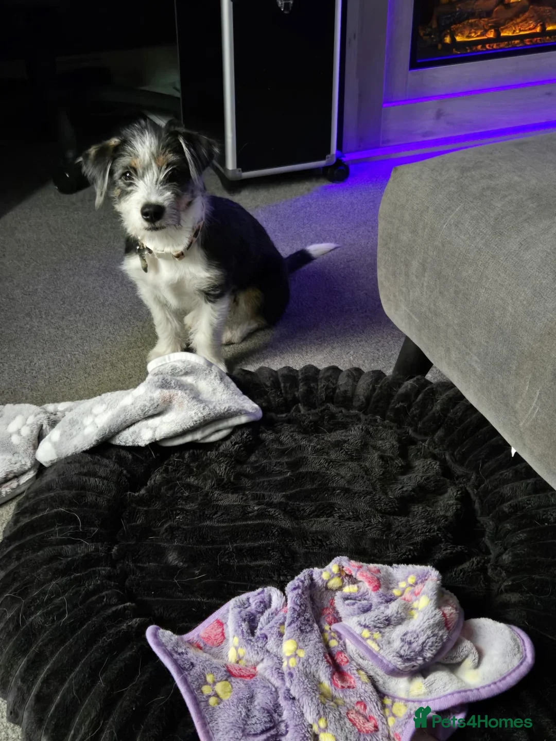 Mixed Breed dogs for adoption: Lolo 🩷 in Middlesbrough - Advert 2