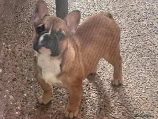 French Bulldog dogs Champion Sired last female Fawn French bulldog - Advert 16