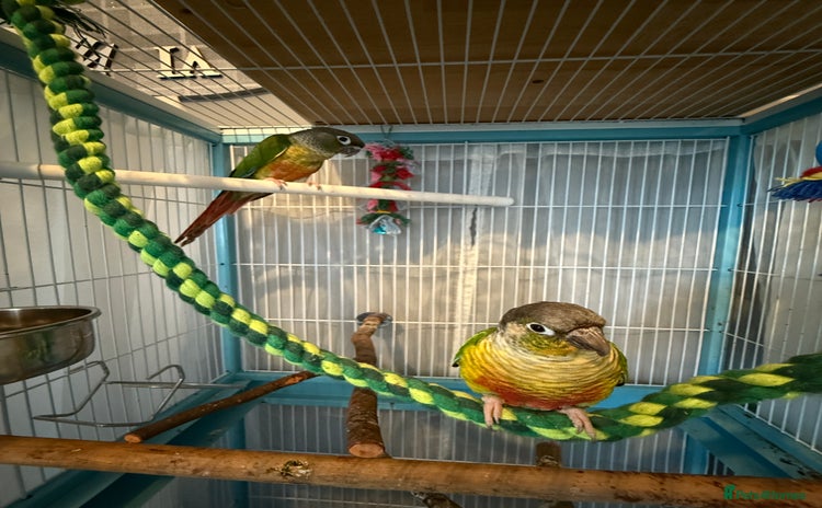 Conures birds - Advert 1