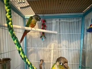 Conures birds - Advert 9