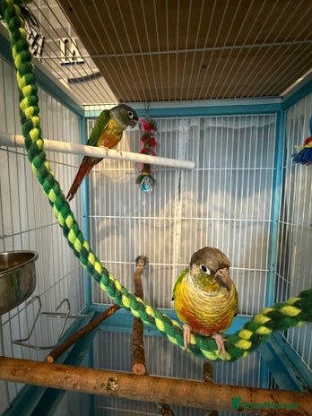 Conures birds - Advert 3