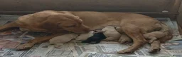 Labrador Retriever dogs for sale: Fantastic litter of eight kc working labradors - Advert 12